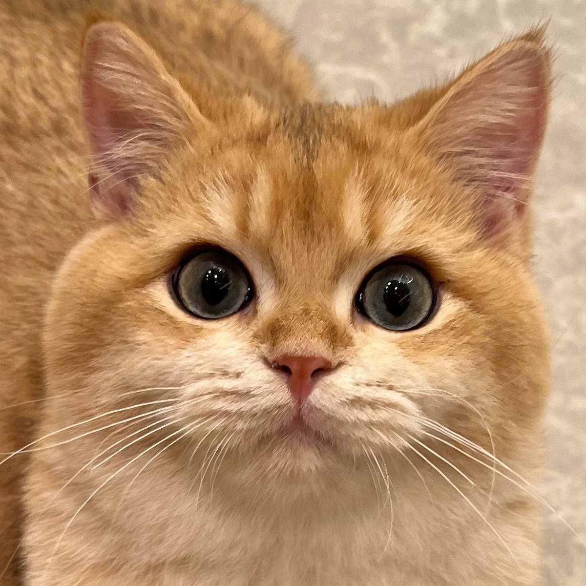 きなこ